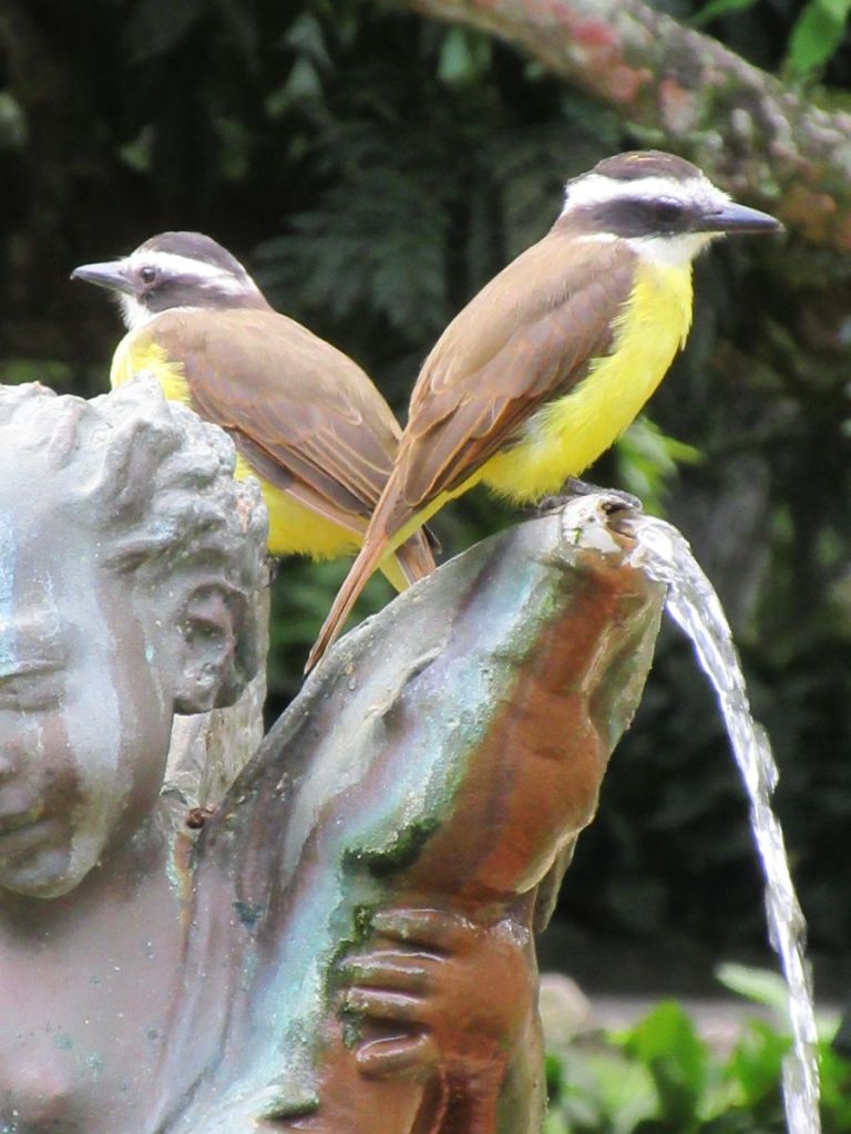 voyage-de-noces-rio-de-janeiro-bresil-mariage-toulouse