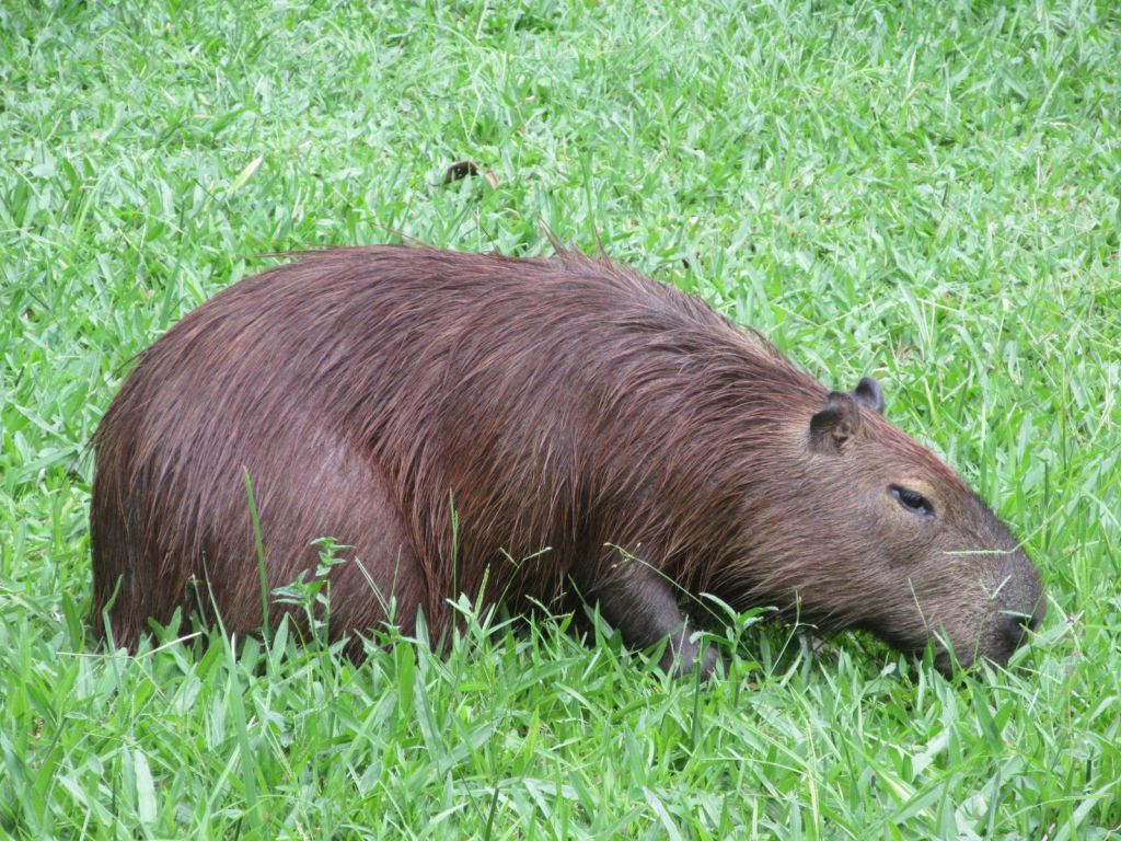 voyage-de-noces-rio-de-janeiro-bresil-mariage-toulouse