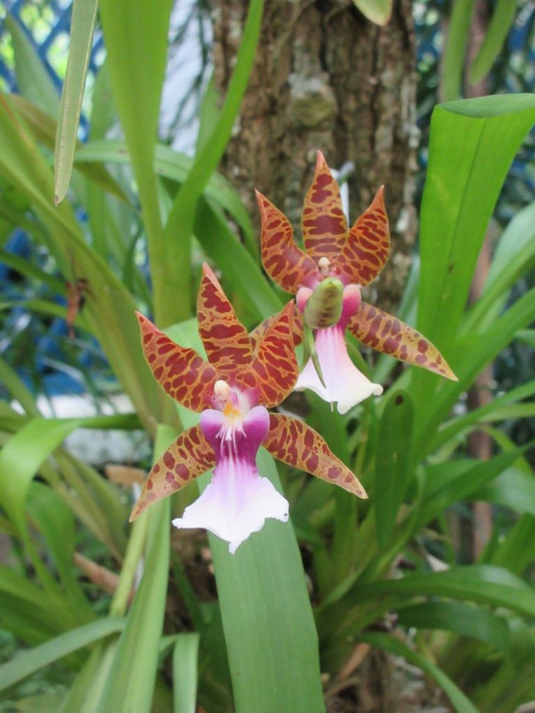 voyage-de-noces-rio-de-janeiro-bresil-mariage-toulouse